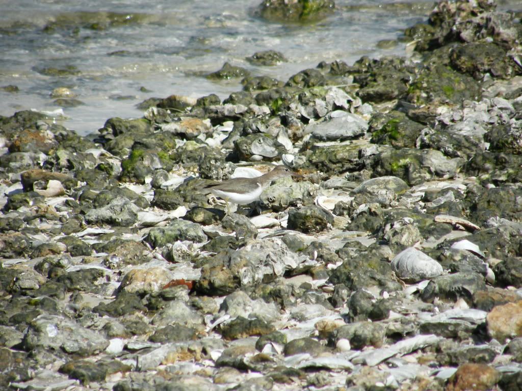 Spotted Sandpiper - winter plumage